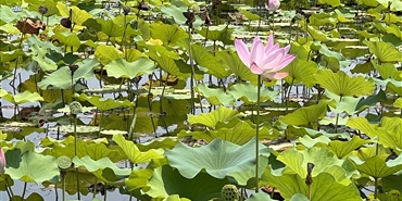 集团举办“学盛会精神 铸廉洁williamhill英国官网” 书画摄影作品展